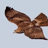 12SB1647 Red-tailed Hawk
